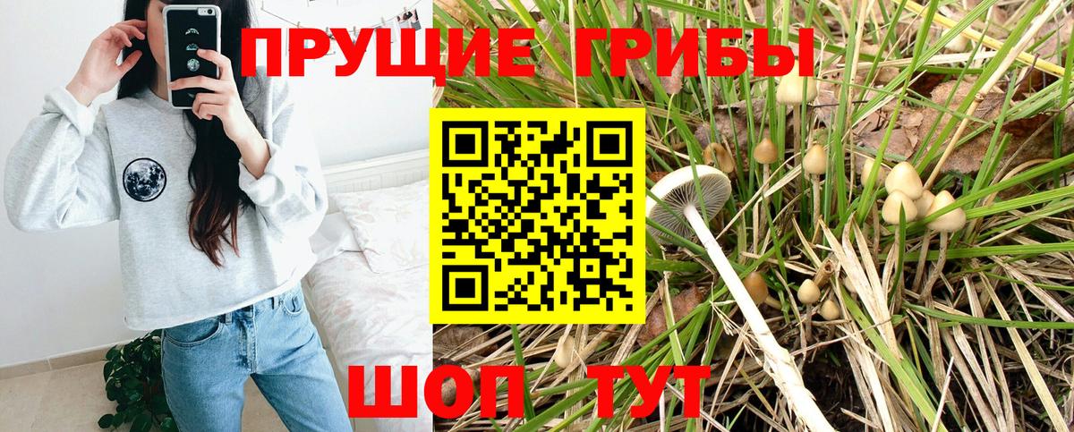 Псилоцибиновые грибы Psilocybe Соликамск